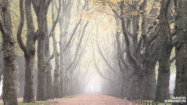 Weekend będzie chłodny, pochmurny i mglisty z możliwymi przelotnymi opadami oraz spadkiem temperatury od niedzieli. Po zmroku szybko zrobi się zimno, więc wybierając się na cmentarz, warto dobrze się przygotować - poinformowała synoptyczka IMGW Agnieszka Prasek.