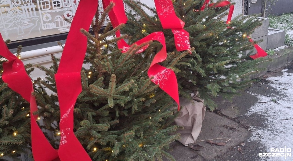 Odbiór choinek od Szczecinian