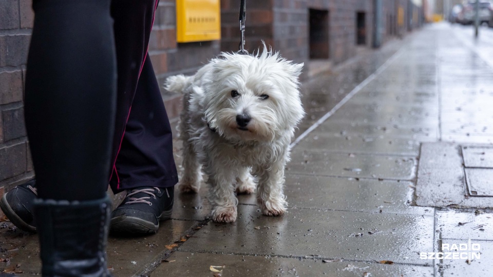 Podopieczny TOZ-u nie przeżył sylwestrowej nocy - powodem fajerwerki i petardy [WIDEO, ZDJĘCIA]