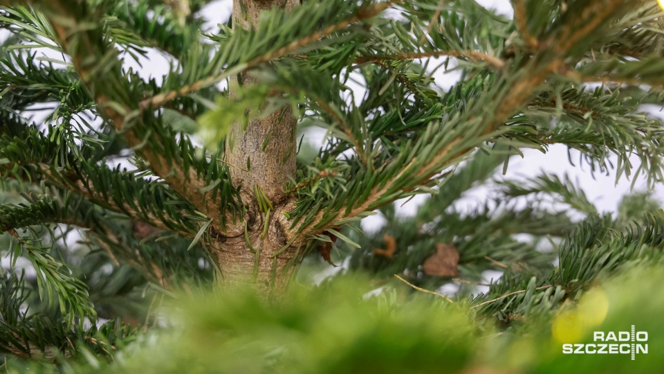 Można oddać choinkę po świętach