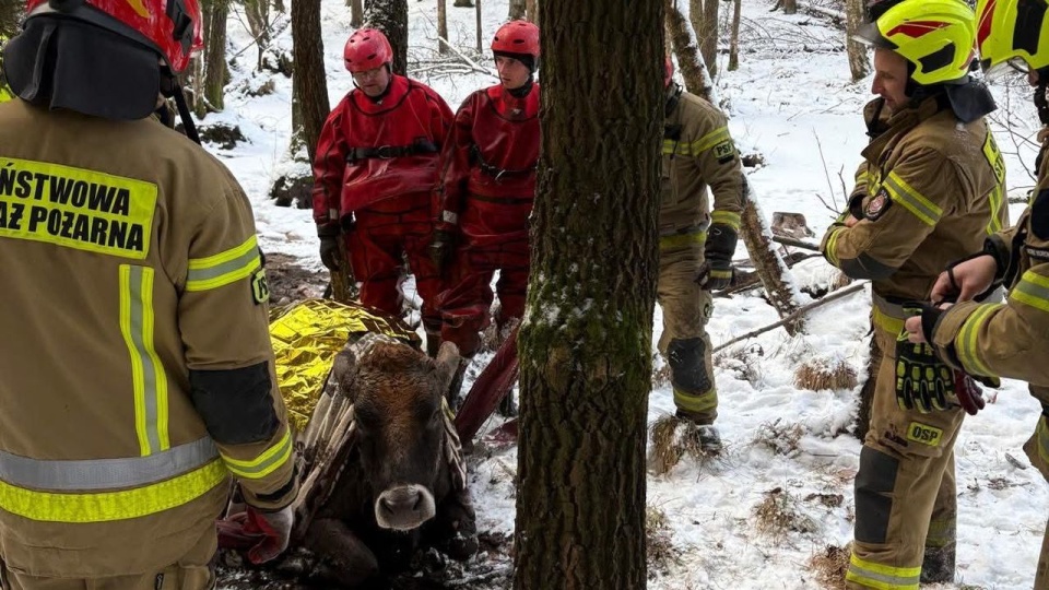 O krok od nieszczęścia - pomogli strażacy