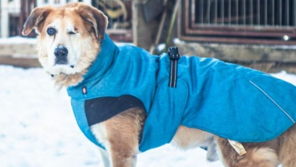 Potrzebne domy tymczasowe dla niechcianych psów z Chojny