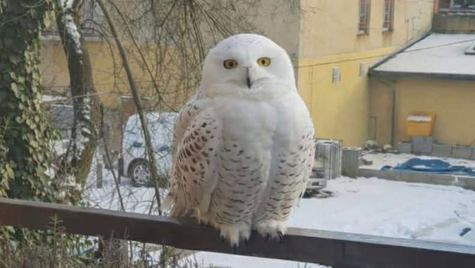 Sowa śnieżna w Szczecinie - pilny apel Zwierzogrodu