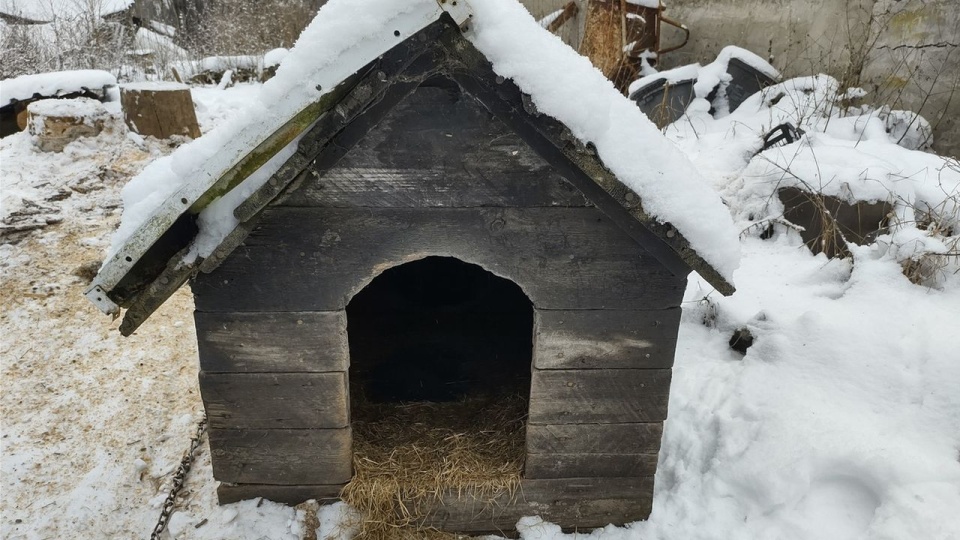 Bez wody i na mrozie. 64-latek odpowie za znęcanie się nad psem