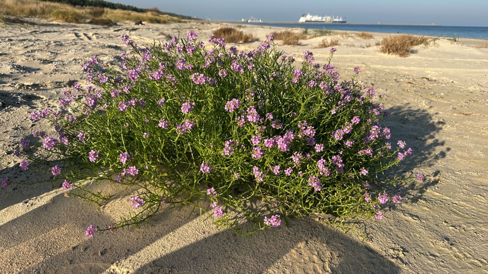 Fot. Zarząd Morskich Portów Szczecin i Świnoujście