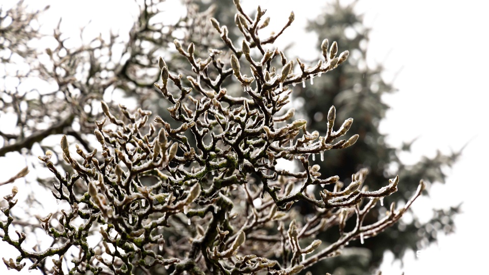 Ostrożnie w parkach i lasach [WIDEO, ZDJĘCIA]