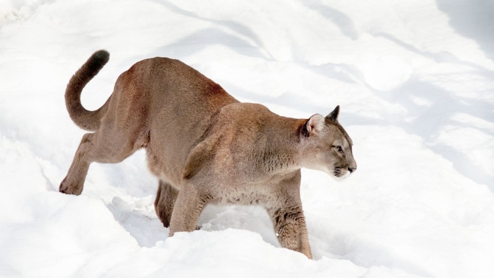 Puma. (zdjęcie poglądowe). źródło: pixabay.com/1982452/strichpunkt/CC0 - domena publiczna