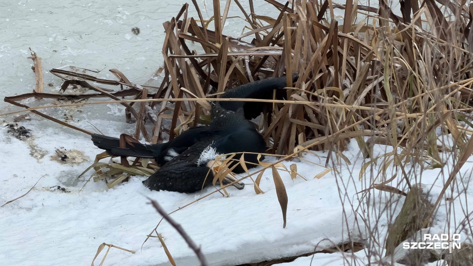 Przy ul. Heyki leżało kilkanaście martwych kormoranów [WIDEO, ZDJĘCIA]