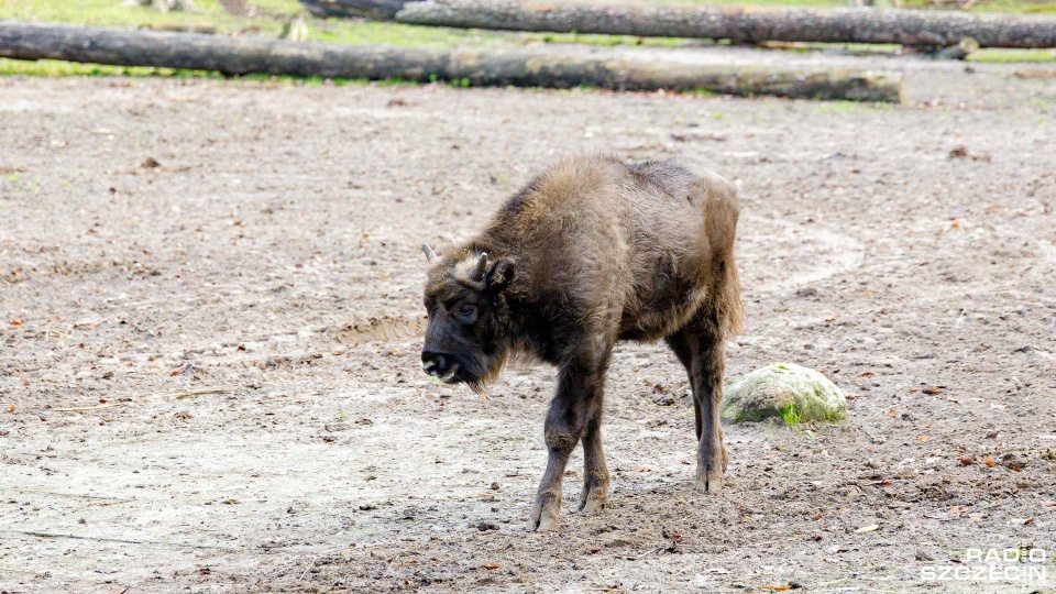 Fot. Robert Stachnik [Radio Szczecin]