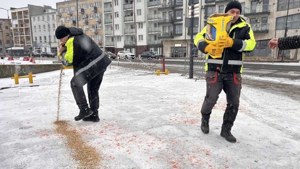 Mieszkańcy Świnoujścia z pomocą dla ptaków