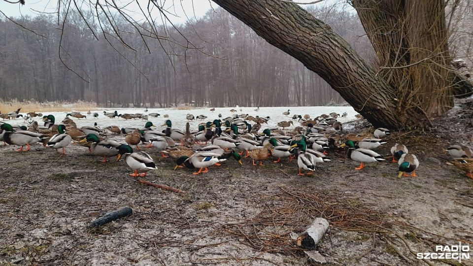 Fot. Joanna Maraszek [Radio Szczecin]