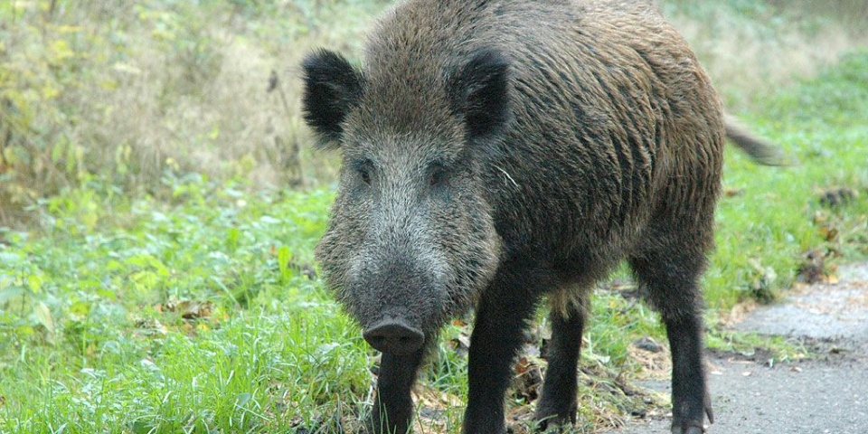 Fot. Joanna Maraszek [Radio Szczecin]