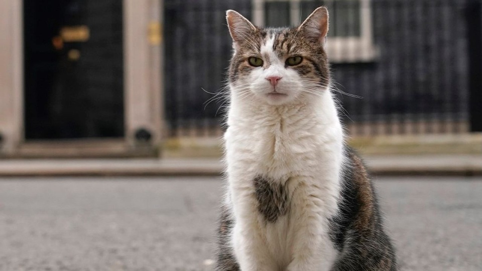 Kot Larry rezyduje w siedzibie brytyjskiego premiera już 15 lat