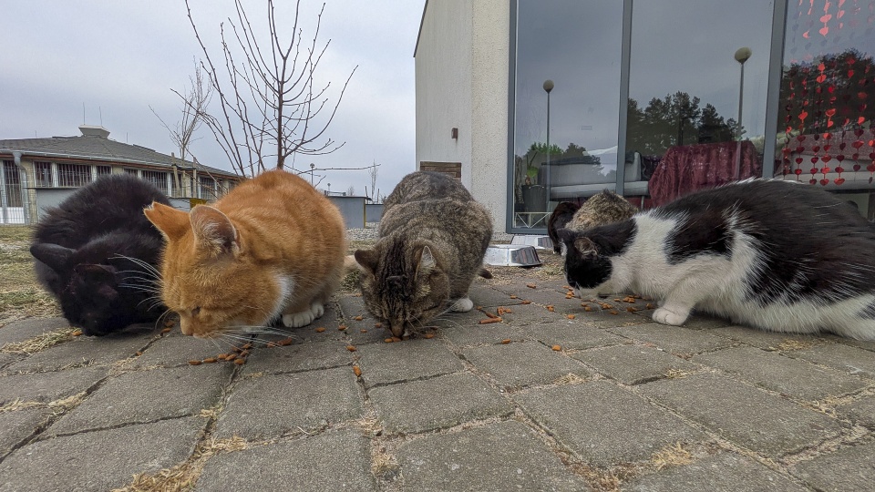 Dzień Kota w schronisku w Dobrej [WIDEO, ZDJĘCIA]