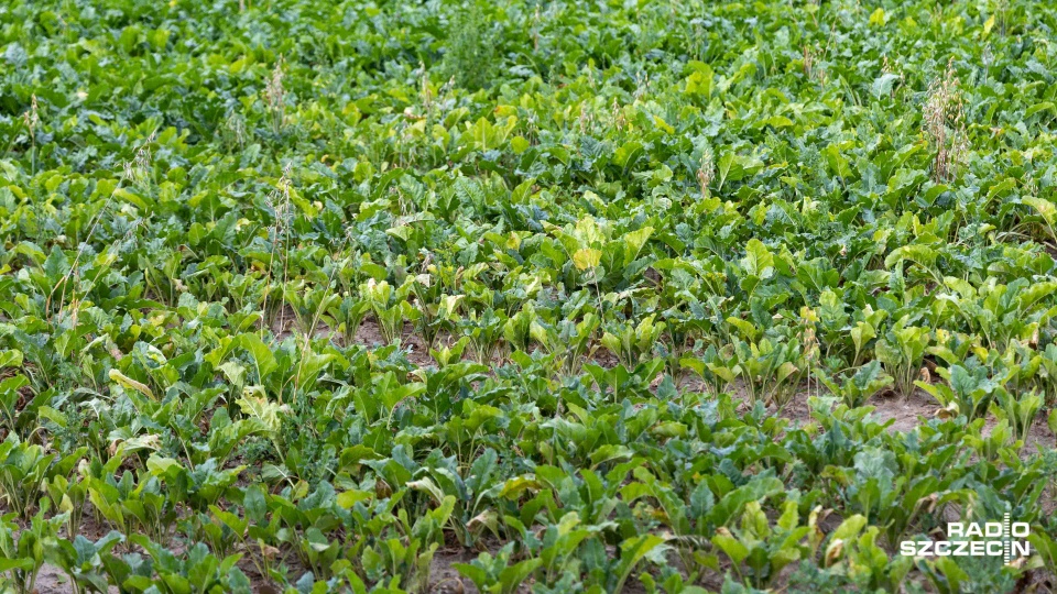 Fot. Robert Stachnik [Radio Szczecin]