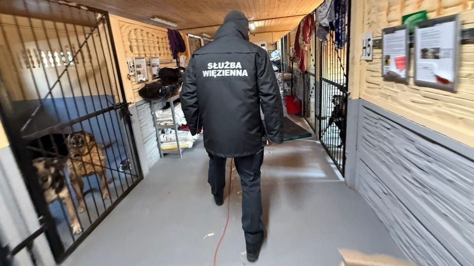 Psy ze schroniska pomogą więźniom