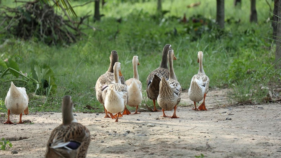 Kolejne dzielnice Szczecina z potwierdzoną ptasią grypą
