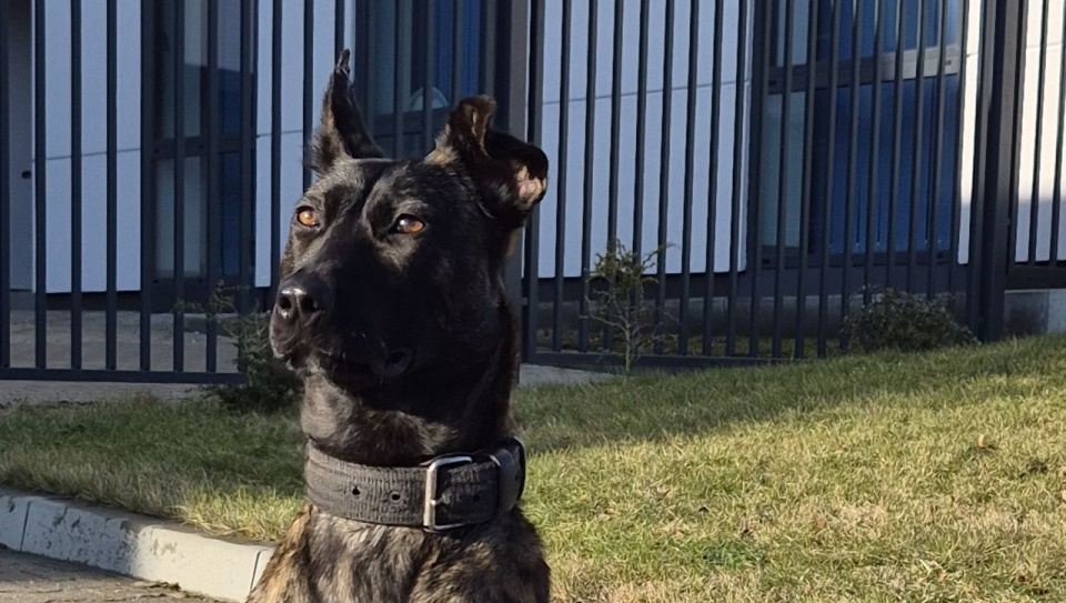 Specjalistka od wykrywania narkotyków ma cztery łapy [ZDJĘCIA]