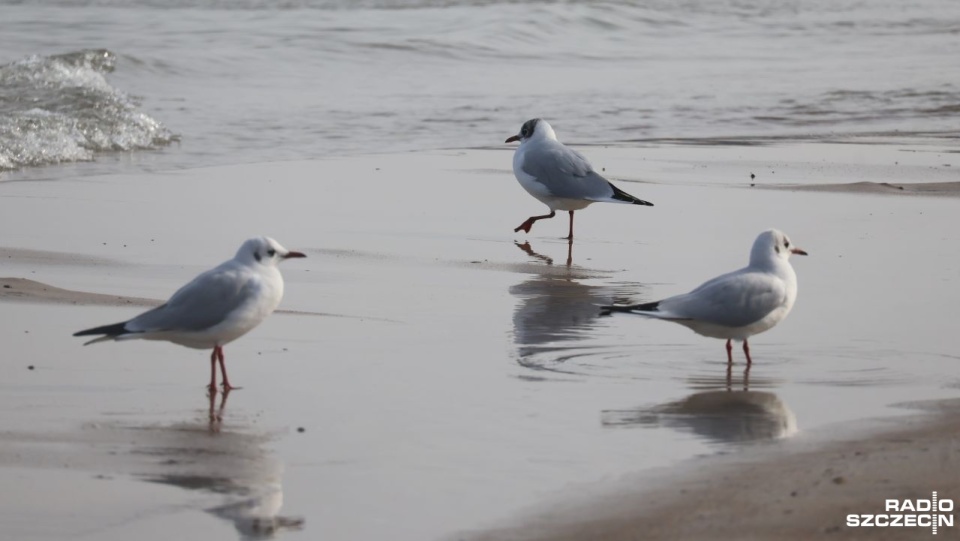 Jeden z kołobrzeskich symboli i propozycja radnej [ZDJĘCIA]