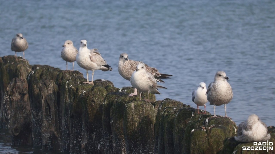 Fot. Przemysław Polanin [Radio Szczecin]