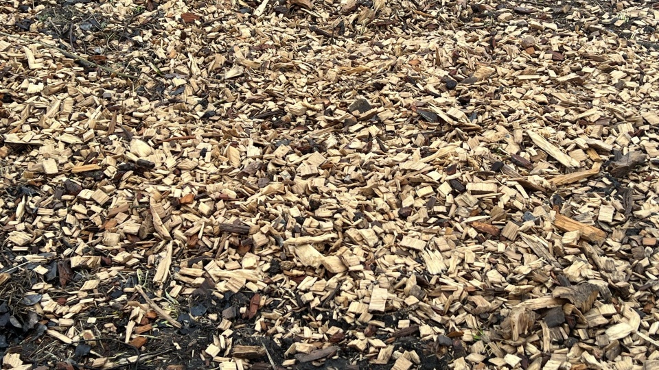 Fot. Małgorzata Gwiazda-Elmerych [Radio Szczecin]