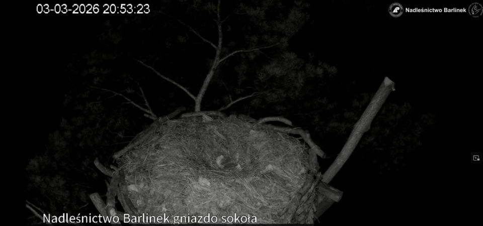 Transmisja z ptasich gniazd