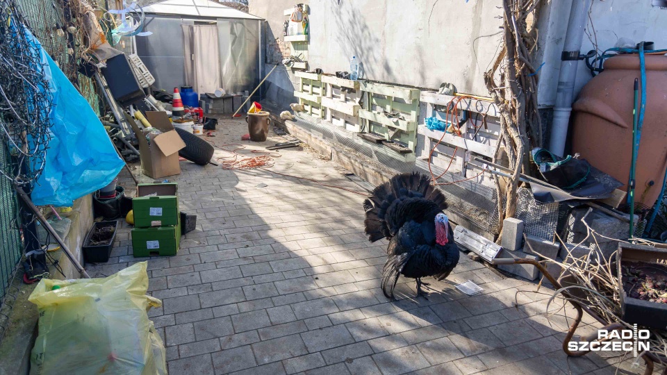 Spór o drób w kamienicy w Podjuchach [ZDJĘCIA]