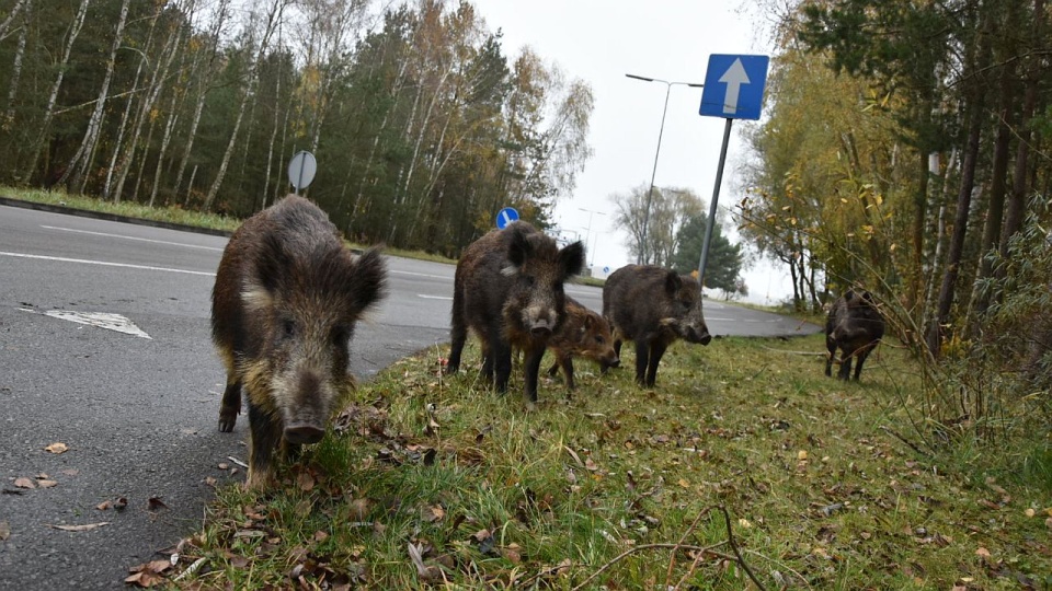 Fot. UM w Świnoujściu
