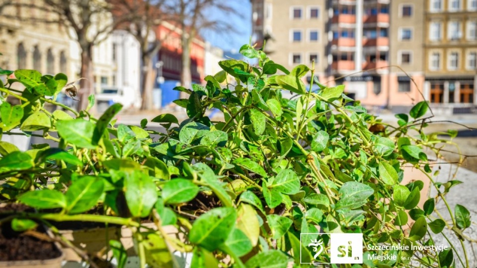 Więcej zieleni na Placu Orła Białego