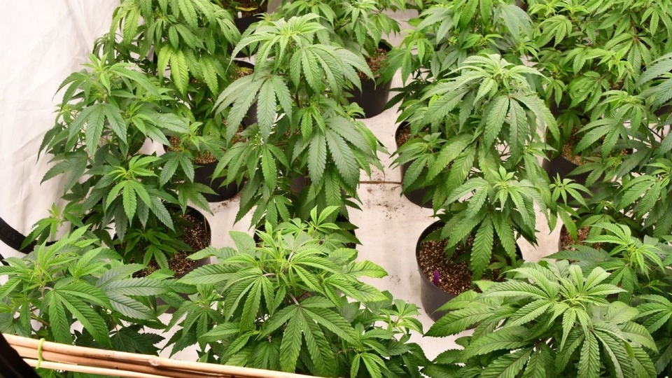 Ponad 4 kg marihuany i plantacja konopi w rękach służb [WIDEO, ZDJĘCIA]