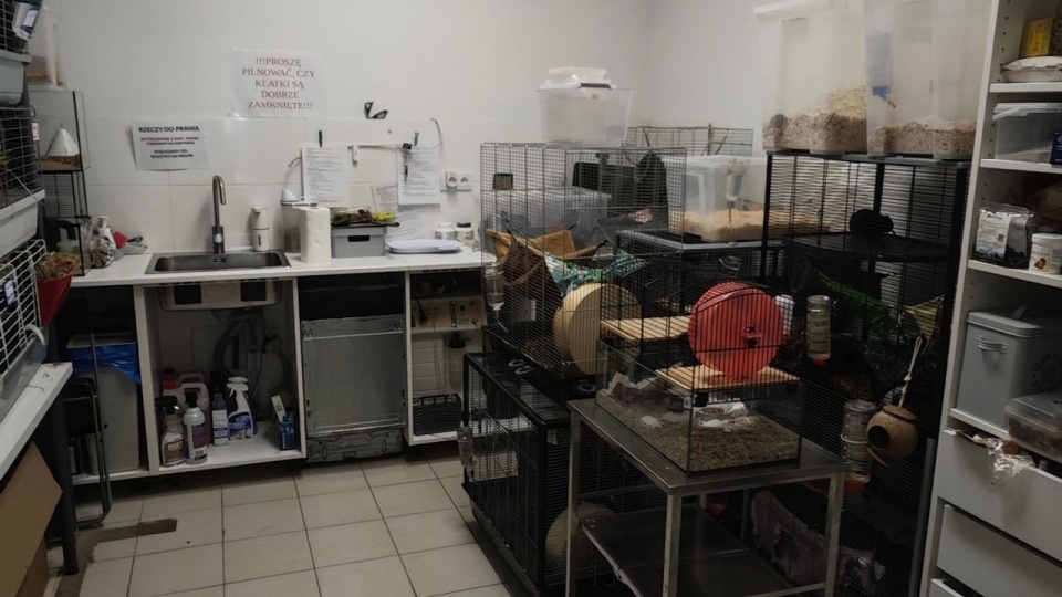 fot. Centrum Adopcyjne Gryzoni - gryzonie do adopcji Szczecin/ Facebook