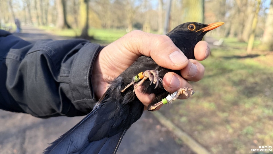 W parkach jest coraz mniej ptaków