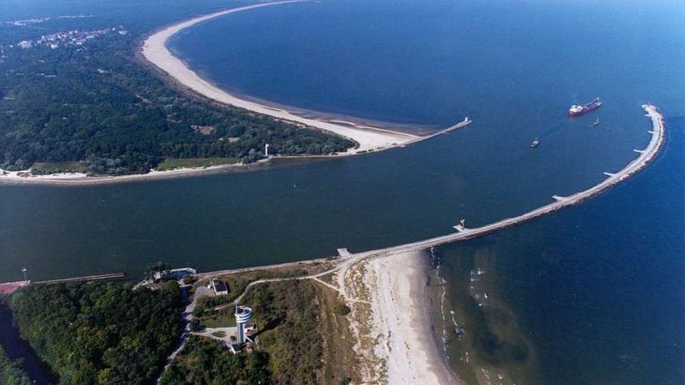 Świna. Fot. Wikipedia