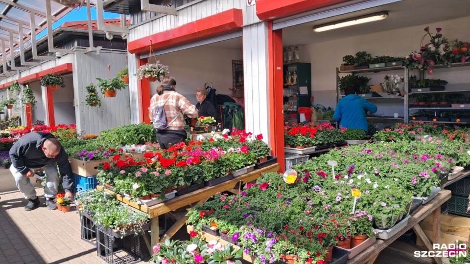 Rozpoczął się sezon działkowy. Mieszkańcy Świnoujścia ruszyli po sadzonki [ZDJĘCIA]