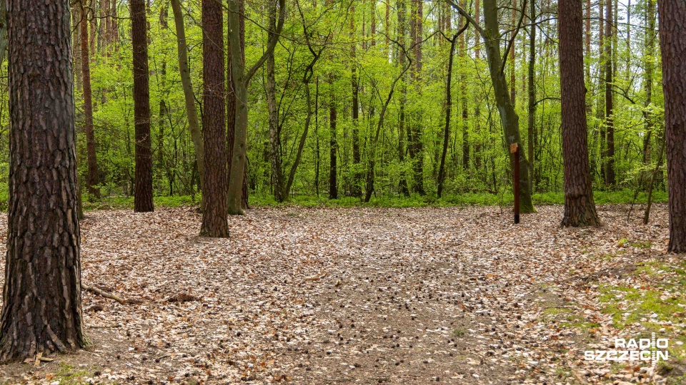 Zagrożenie pożarowe w lasach. Ogłoszono najwyższy stopień