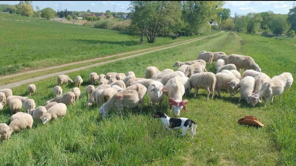 "Żywe kosiarki" wróciły nad Odrę