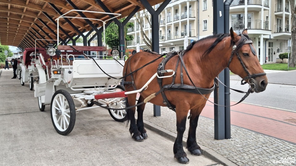 Czy to koniec dorożek w Świnoujściu? Radni zadecydują [ZDJĘCIA]