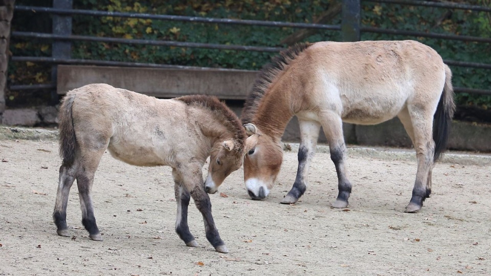 Dyrektor warszawskiego ZOO o narodzinach źrebaka konia Przewalskiego