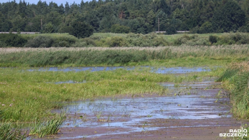 Trwają prace nad przywróceniem Pysznicy do jej naturalnego stanu [ZDJĘCIA]