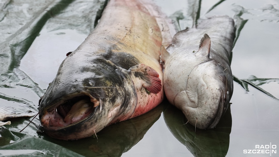 Ponad 200 kg śniętych ryb w Kanale Gliwickim