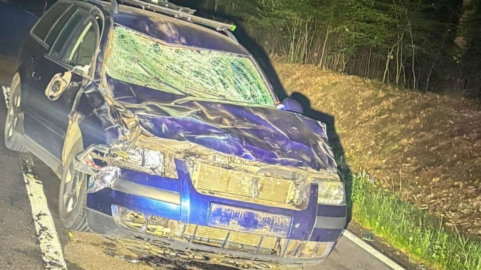 65-latek jadący Volkswagenem Passatem miał sporo szczęścia, gdyż jego auto zostało poważnie uszkodzone, a on wyszedł z tego bez szwanku. Żubr wpadł na maskę i przednią szybę auta. źródło: lubuska.policja.gov.pl