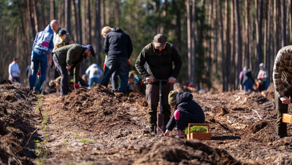Młodzież z zachodniopomorskiego posadziła 100 tysięcy drzew